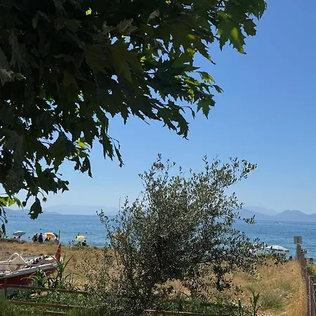 Kocak *